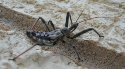 bug2.jpg