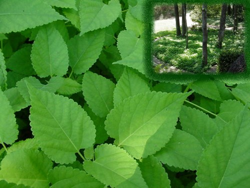 groundcover