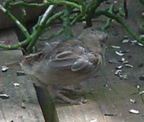 bird1