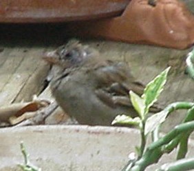 bird2