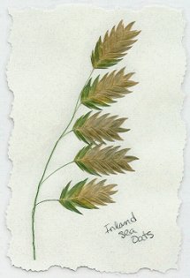 Pressed Plants