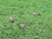 three armadillos