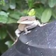 anole