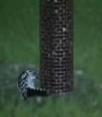 downy woodpecker on peanut feeder