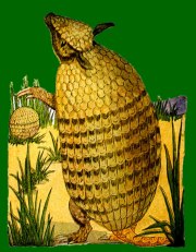armadillo clip art