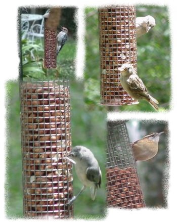 Birds on Peanut Feeder