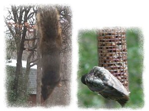 Pests on Peanut Feeder