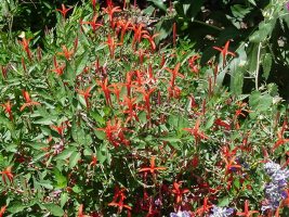 Flame acanthus