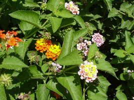 Lantana horrida and L. camara