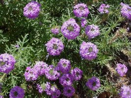 Prairie verbena