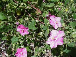 Rockrose