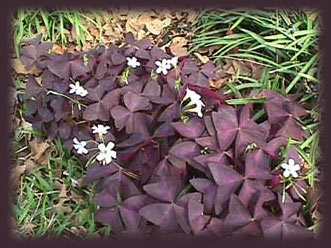 oxalis.jpg